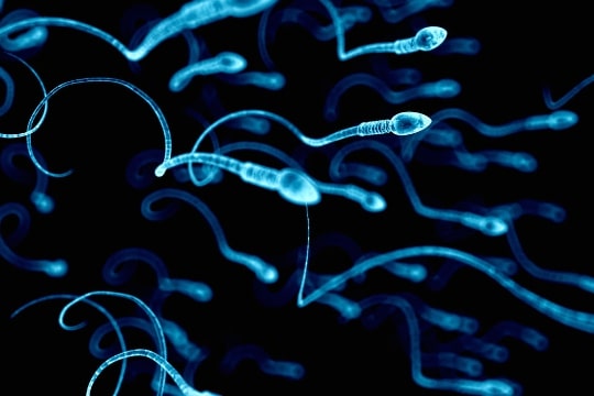 Интересные факты о сперме
